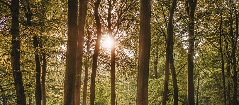 Petite forêt deviendra grande